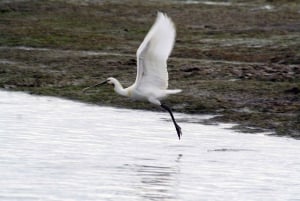 Faro: Eco-Friendly Ria Formosa Bird Watching in Solar Boat