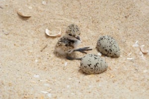 Faro: Eco-Friendly Ria Formosa Bird Watching in Solar Boat