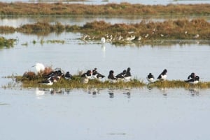 Faro: Eco-Friendly Ria Formosa Bird Watching in Solar Boat