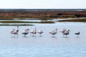 Faro: Eco-Friendly Ria Formosa Bird Watching in Solar Boat