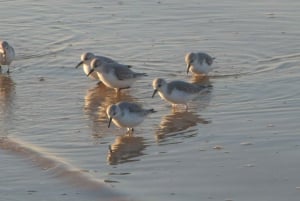 Faro: Eco-Friendly Ria Formosa Bird Watching in Solar Boat