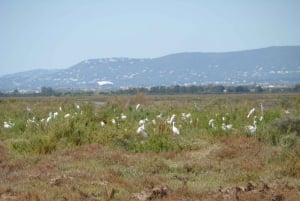 Faro: Eco-Friendly Ria Formosa Bird Watching in Solar Boat