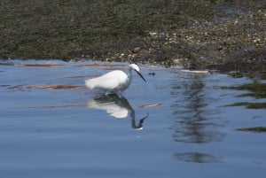 Faro: Eco-Friendly Ria Formosa Bird Watching in Solar Boat