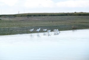 Faro: Eco-Friendly Ria Formosa Bird Watching in Solar Boat