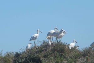 Faro: Eco-Friendly Ria Formosa Bird Watching in Solar Boat