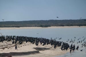 Faro: Eco-Friendly Ria Formosa Bird Watching in Solar Boat