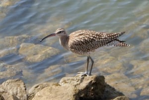 Faro: Eco-Friendly Ria Formosa Bird Watching in Solar Boat