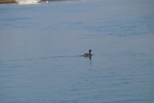 Faro: Eco-Friendly Ria Formosa Bird Watching in Solar Boat