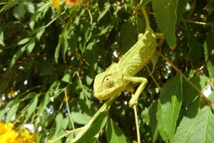 ファロ：リア・フォルモサでのフルデイ・プライベートチャーター
