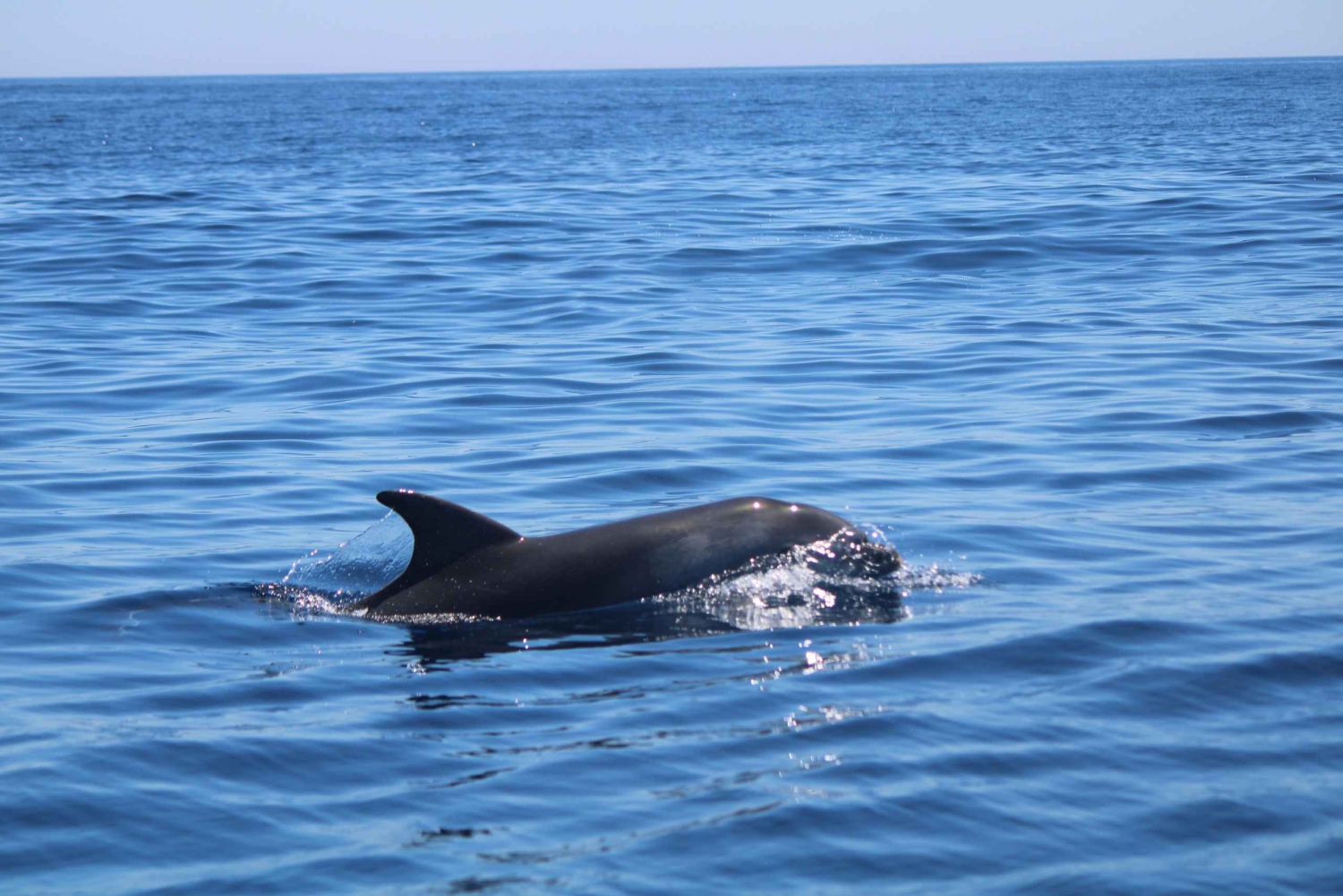 Faro: Funtastic Dolphin Watching Boat Tour
