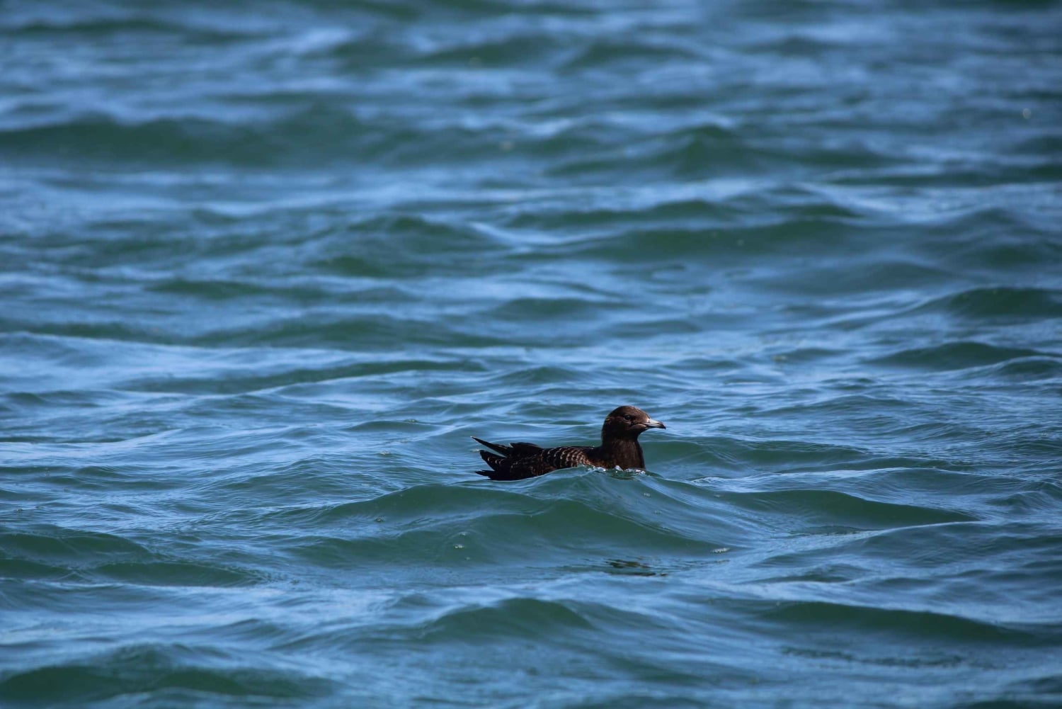 Faro: Funtastic Dolphin Watching Boat Tour