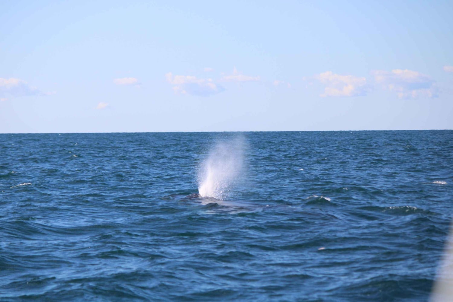 Faro: Funtastic Dolphin Watching Boat Tour