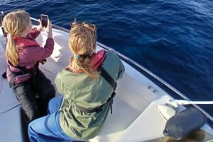 Faro: Passeio de barco fantástico para observação de golfinhos