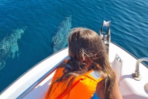 Faro: Passeio de barco fantástico para observação de golfinhos