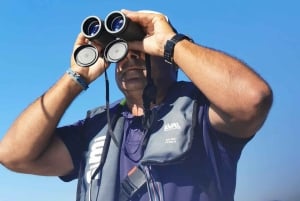 Faro: Passeio de barco fantástico para observação de golfinhos