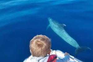 Faro: Passeio de barco fantástico para observação de golfinhos