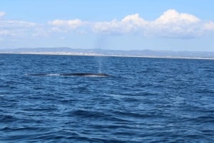 Faro: Passeio de barco fantástico para observação de golfinhos