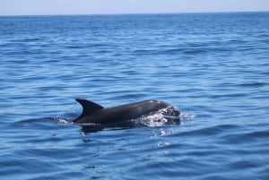 Faro: Funtastic Dolphin Watching Boat Tour