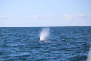 Faro: Funtastic Dolphin Watching Boat Tour