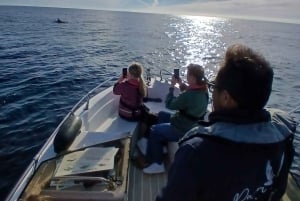Faro: Funtastic Dolphin Watching Boat Tour