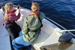 Faro: Funtastic Dolphin Watching Boat Tour