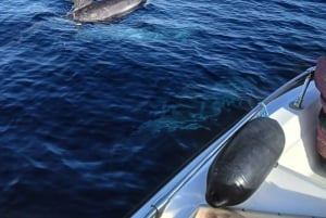 Faro: Funtastic Dolphin Watching Boat Tour