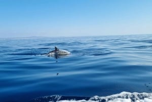 Faro: Funtastic Dolphin Watching Boat Tour