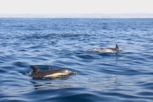 Faro: Funtastic Dolphin Watching Boat Tour