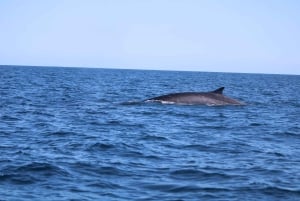 Faro: Funtastic Dolphin Watching Boat Tour