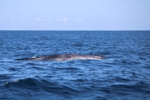 Faro: Funtastic Dolphin Watching Boat Tour