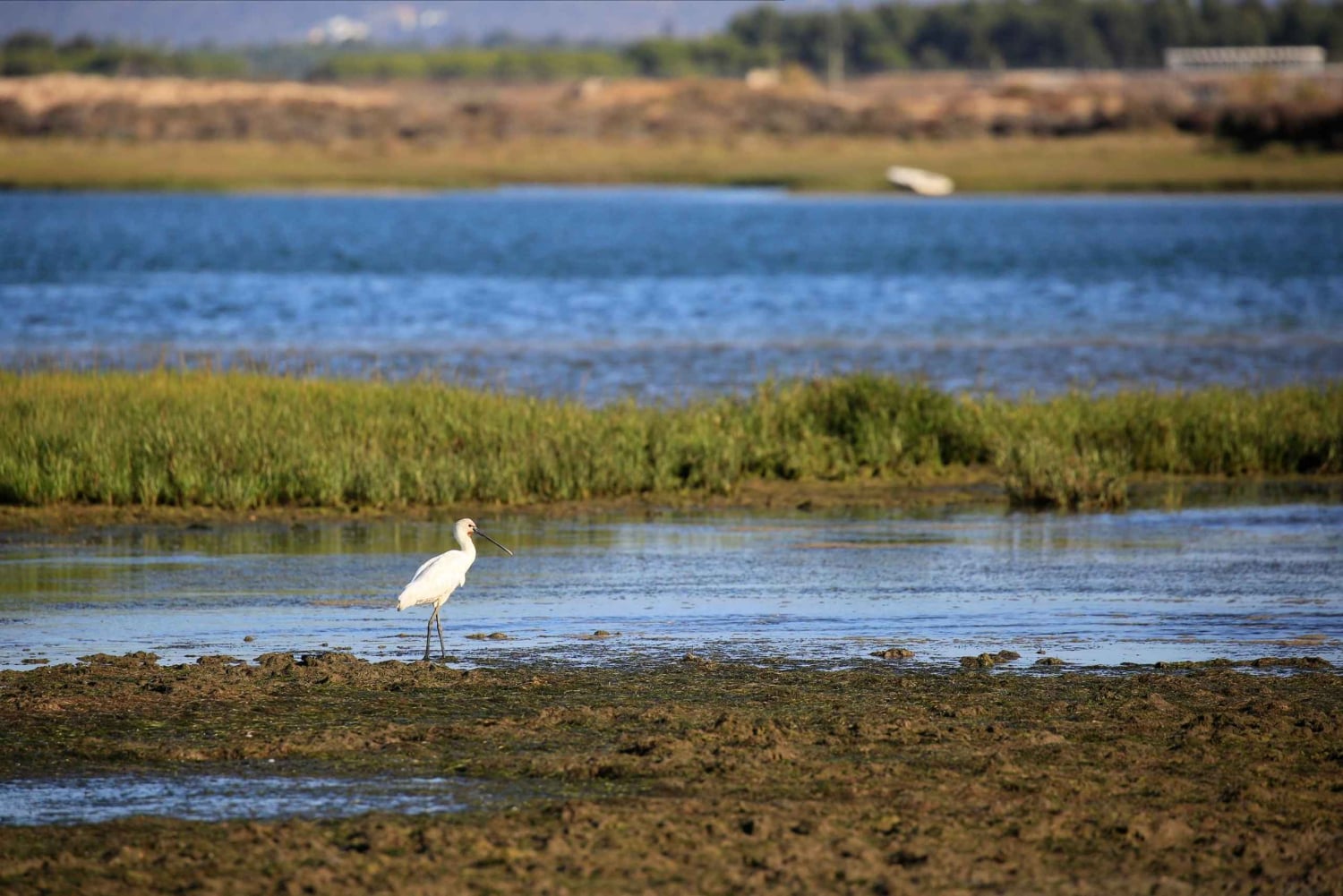 Faro : excursion privée d'une demi-journée dans la Ria Formosa