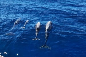 Faro : visite d'une demi-journée privée dans le parc naturel de Ria Formosa
