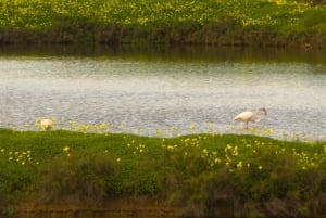 Faro: Pudim Real Boat Tours 6h guided boat tour Ria Formosa