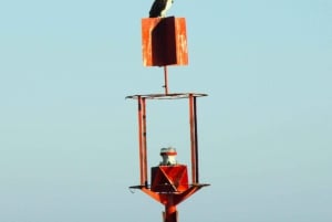 Faro: Pudim Real Boat Tours 6h guided boat tour Ria Formosa