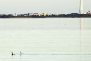 Faro: Pudim Real Boat Tours 6h guided boat tour Ria Formosa