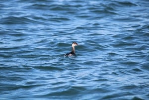 Faro: Pudim Real Boat Tours 6h guided boat tour Ria Formosa