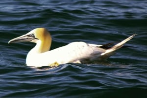 Faro: Pudim Real Boat Tours 6h guided boat tour Ria Formosa
