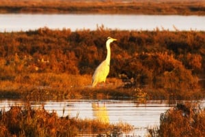 Faro: Pudim Real Boat Tours 6h guided boat tour Ria Formosa