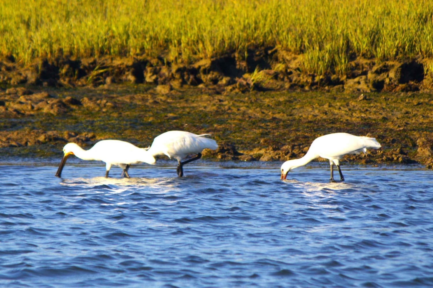 Faro: Pudim Real Boat Tours 6 timmar guidad tur med båt i Ria Formosa