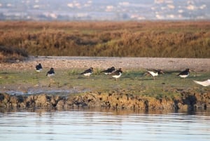 Faro: Pudim Real Boat Tours 6 timmar guidad tur med båt i Ria Formosa