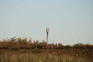 Faro: Pudim Real Boat Tours 6 timmar guidad tur med båt i Ria Formosa