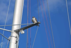 Faro: Pudim Real Boat Tours 6 timmar guidad tur med båt i Ria Formosa