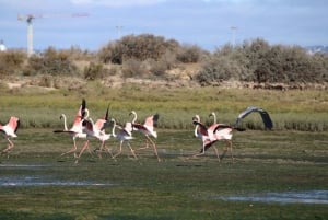 Faro: Pudim Real Boat Tours 6 timmar guidad tur med båt i Ria Formosa