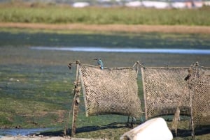 Faro: Pudim Real Boat Tours 6 timmar guidad tur med båt i Ria Formosa