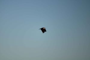 Faro: Pudim Real Boat Tours 6 timmar guidad tur med båt i Ria Formosa