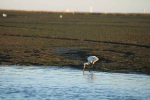 Faro: Pudim Real Boat Tours 6 timmar guidad tur med båt i Ria Formosa