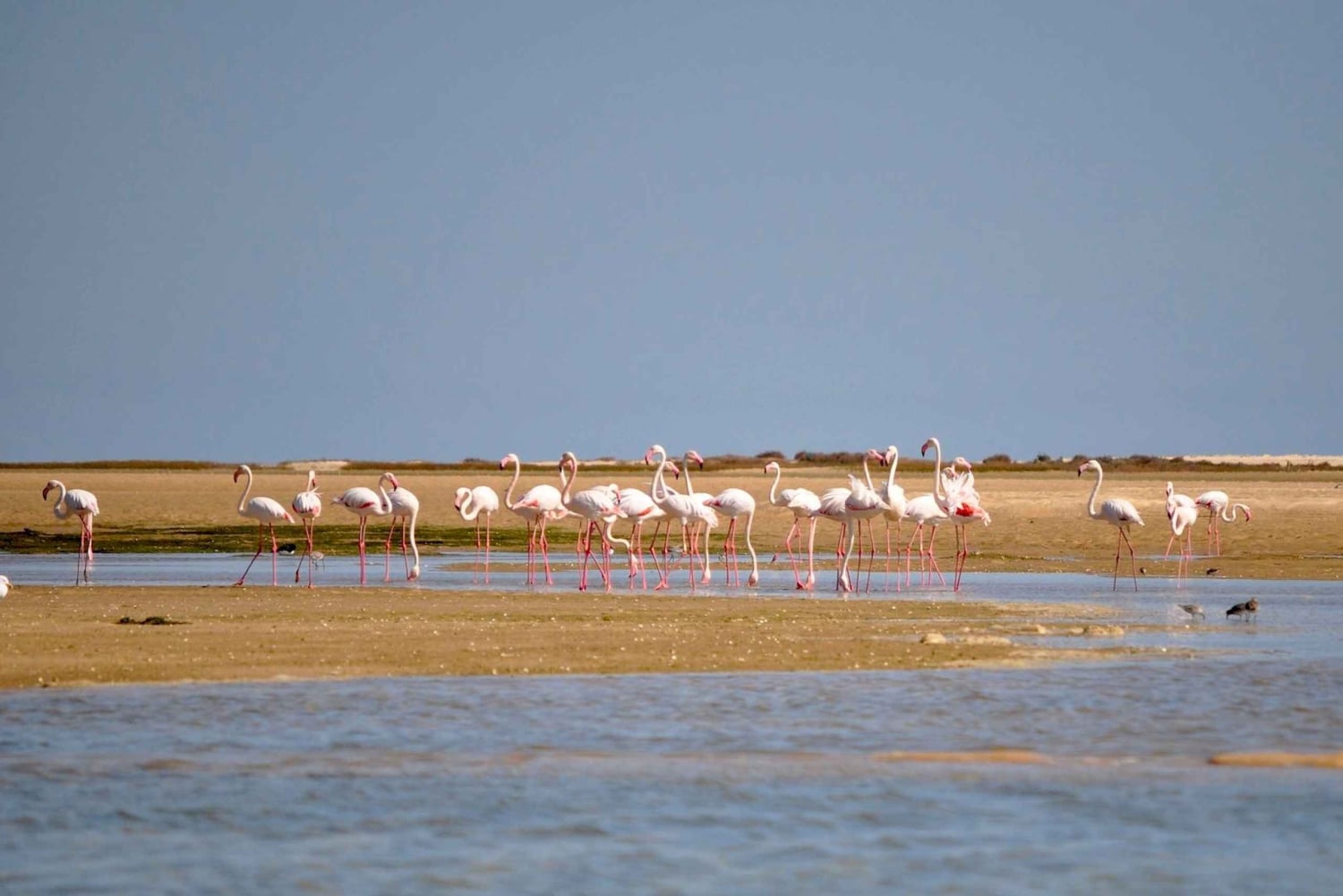 Faro: Ria Formosa Eco Birdwatching Boat Tour