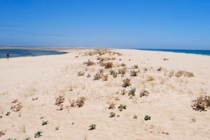 Faro: Ria Formosa Eco Birdwatching Boat Tour