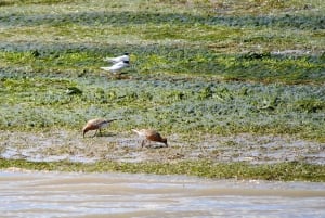 Faro: Ria Formosa Eco Birdwatching Boat Tour