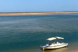 Faro: Ria Formosa Eco Birdwatching Boat Tour